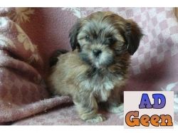 used Khwabeeda Dreamy Pets LhasaApso Pups For Sale Male Female Both Are Available Here for sale 